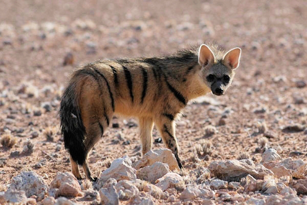 Aardwolf