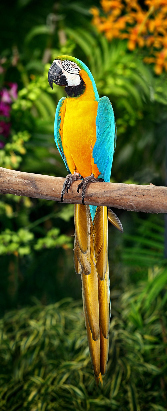 Macaw