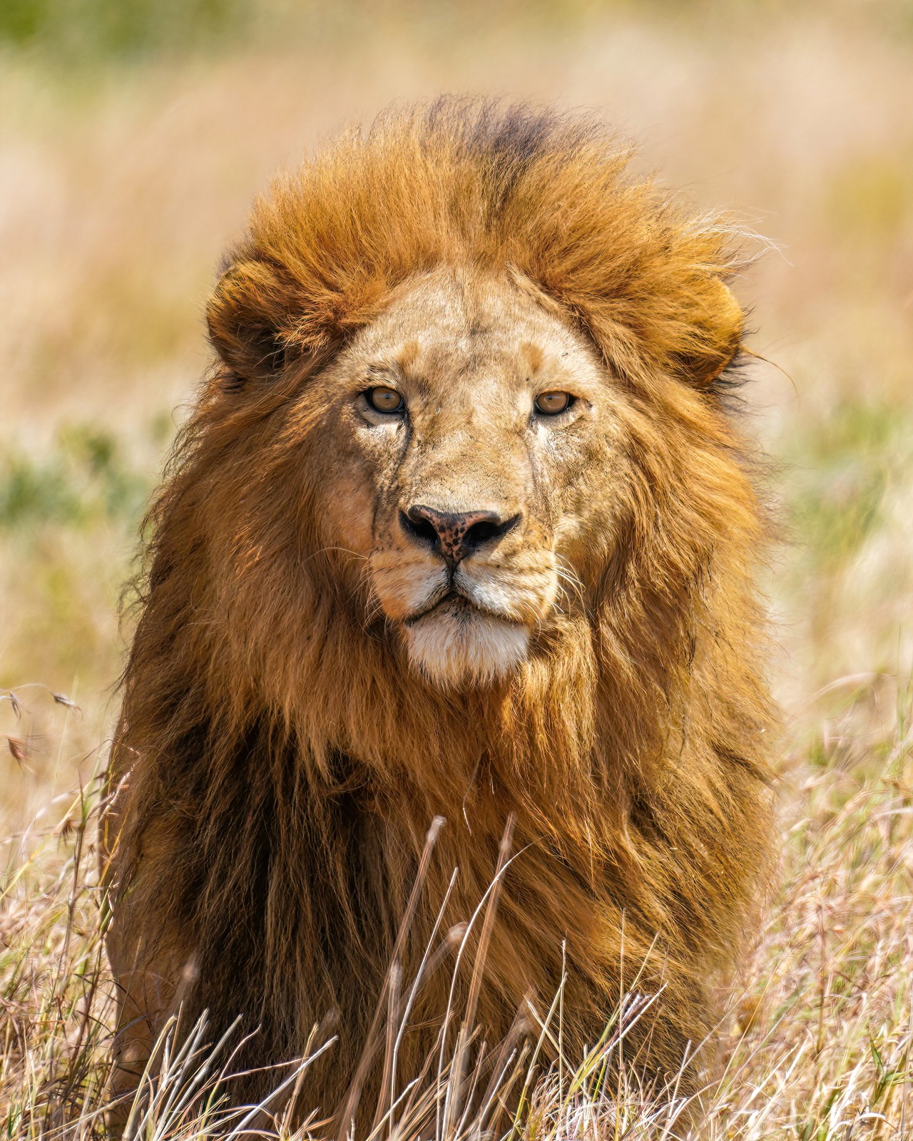 African Lion