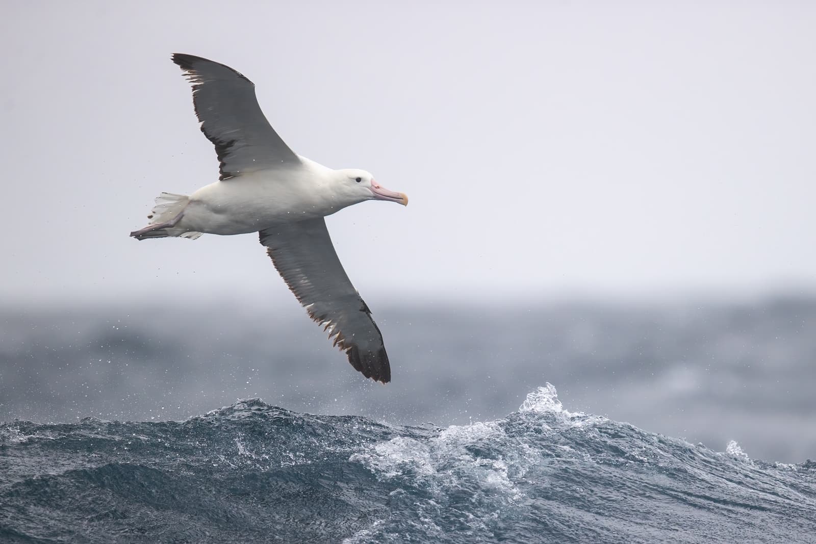 Albatross