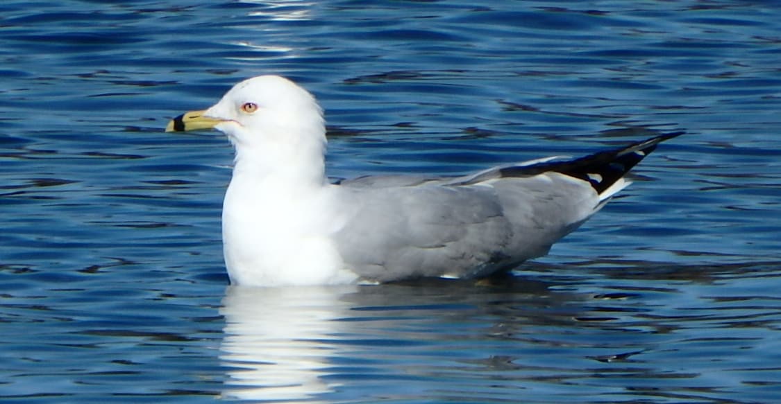 Seagull