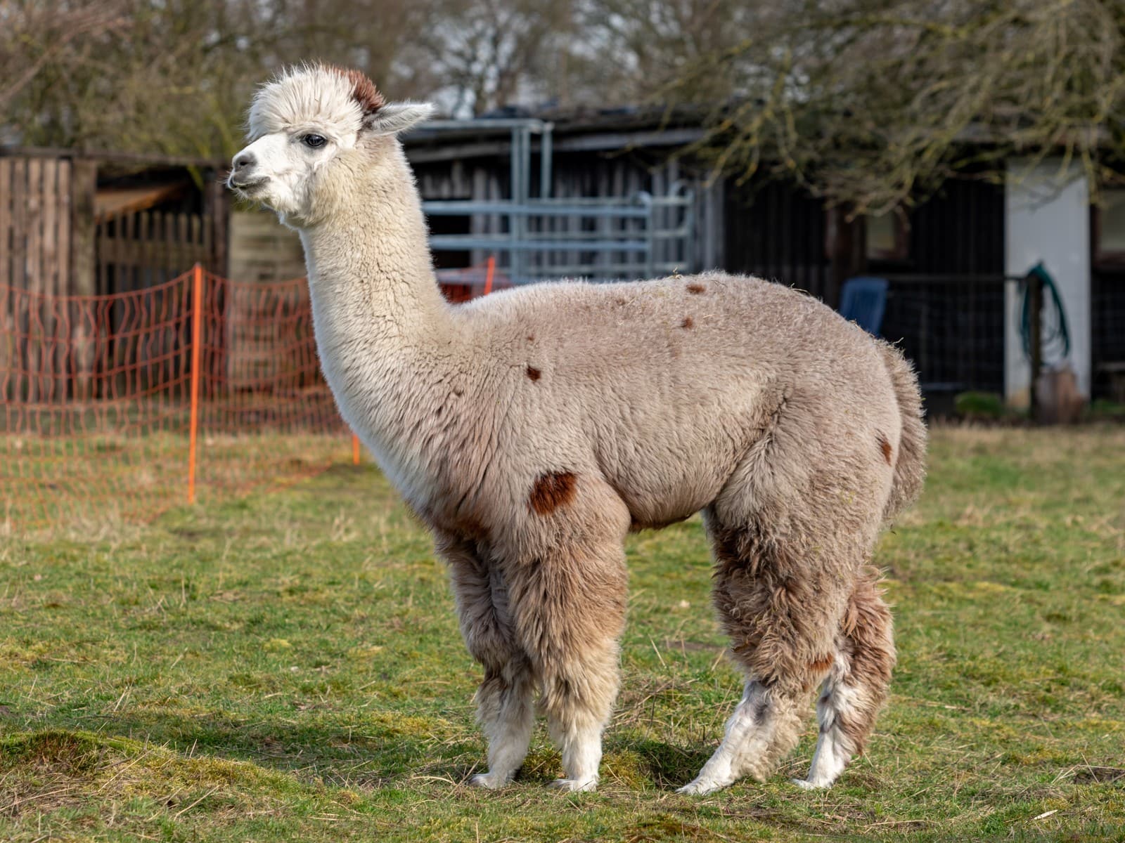 Alpaca