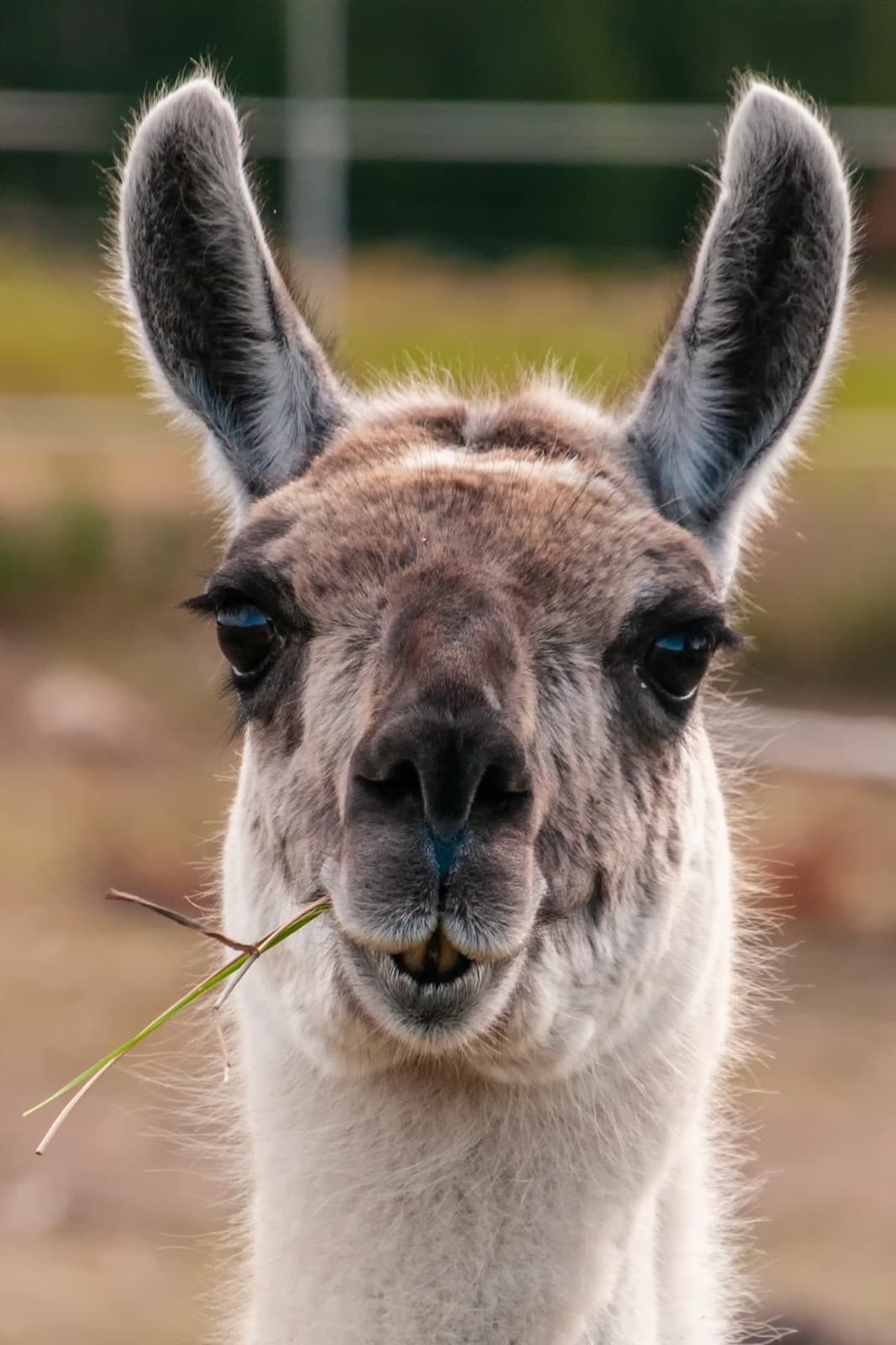 Llama