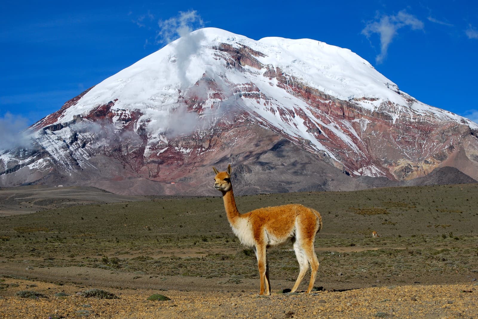 Alpaca vs Vicuna: A Complete Comparison | AnimalCompare.com