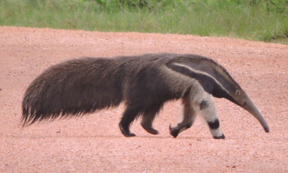 Anteater