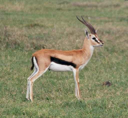 Gazelle