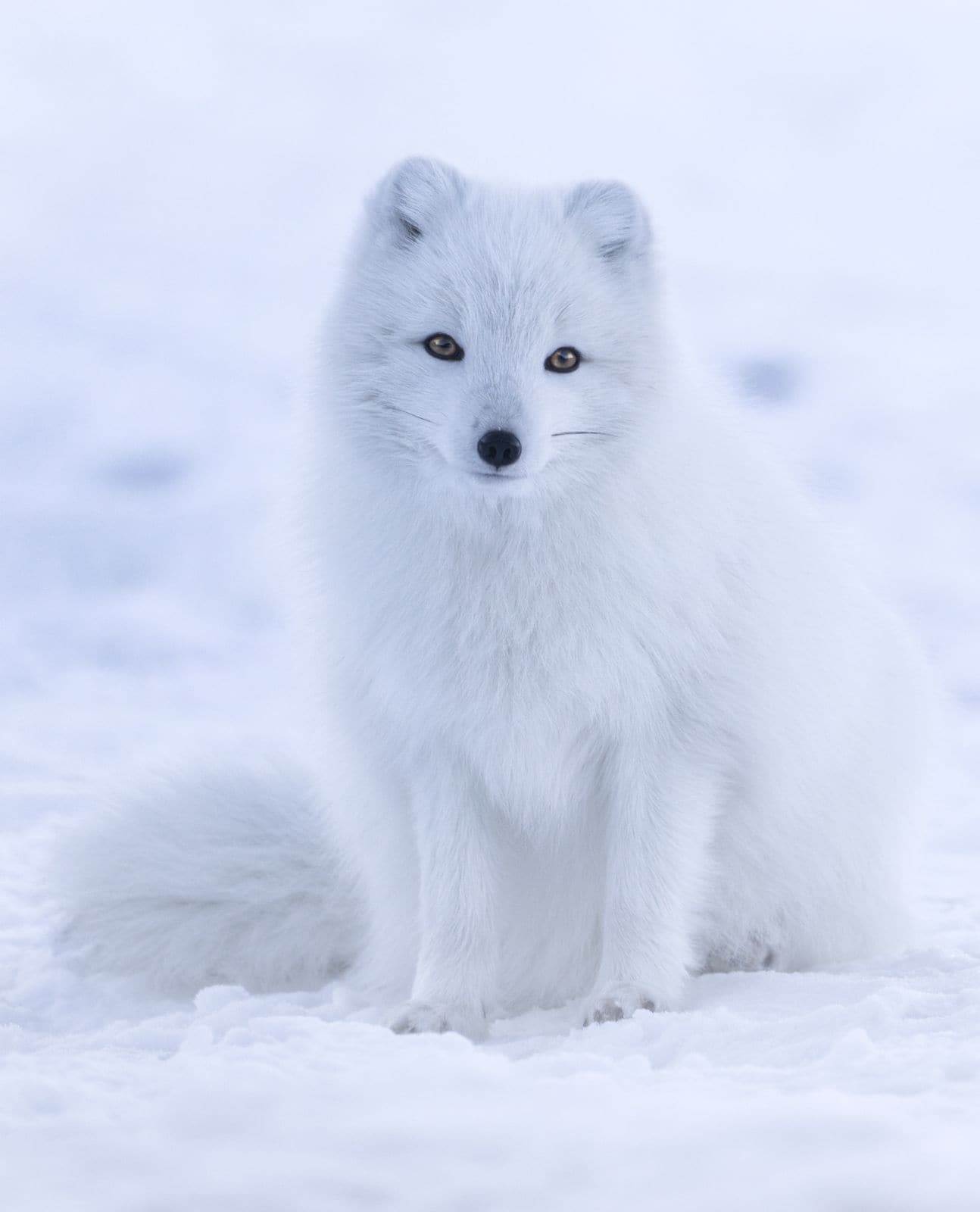 Arctic Fox