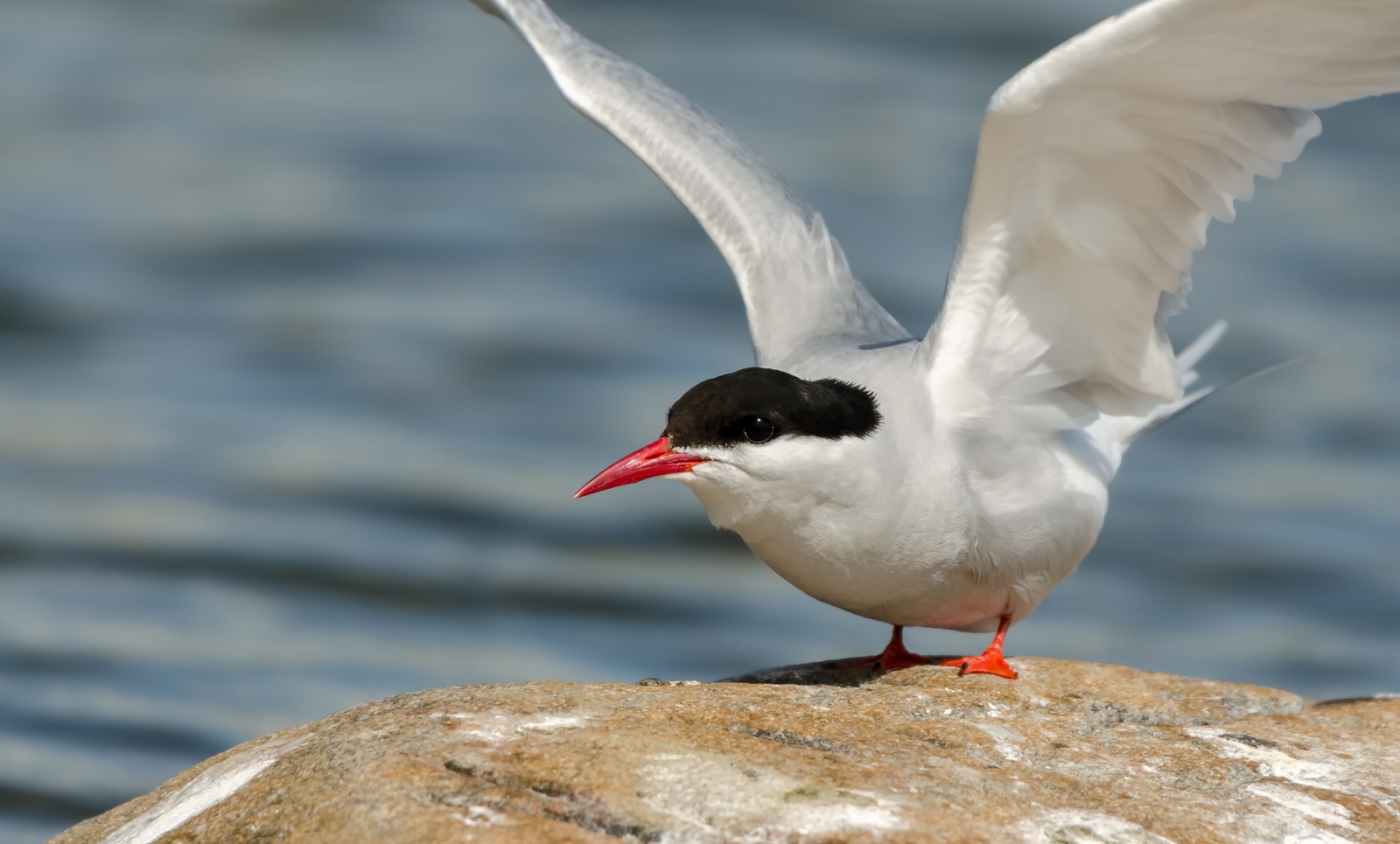 Arctic Tern