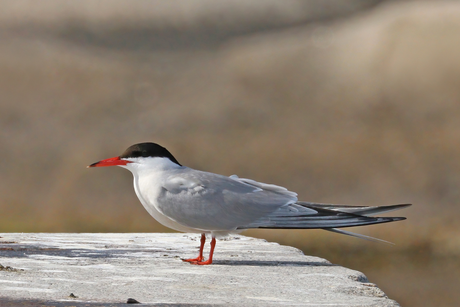 Common Tern