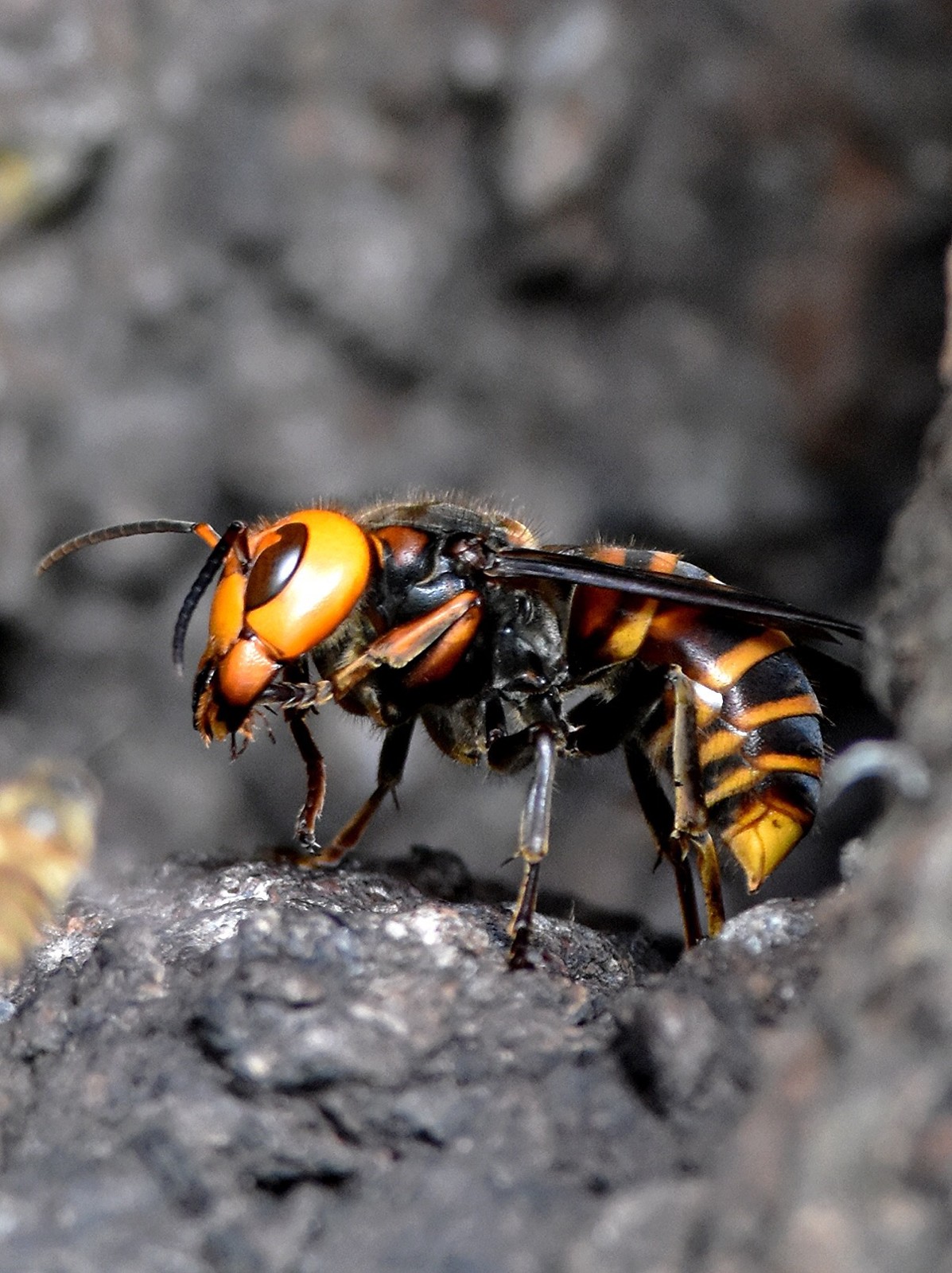 Asian Giant Hornet