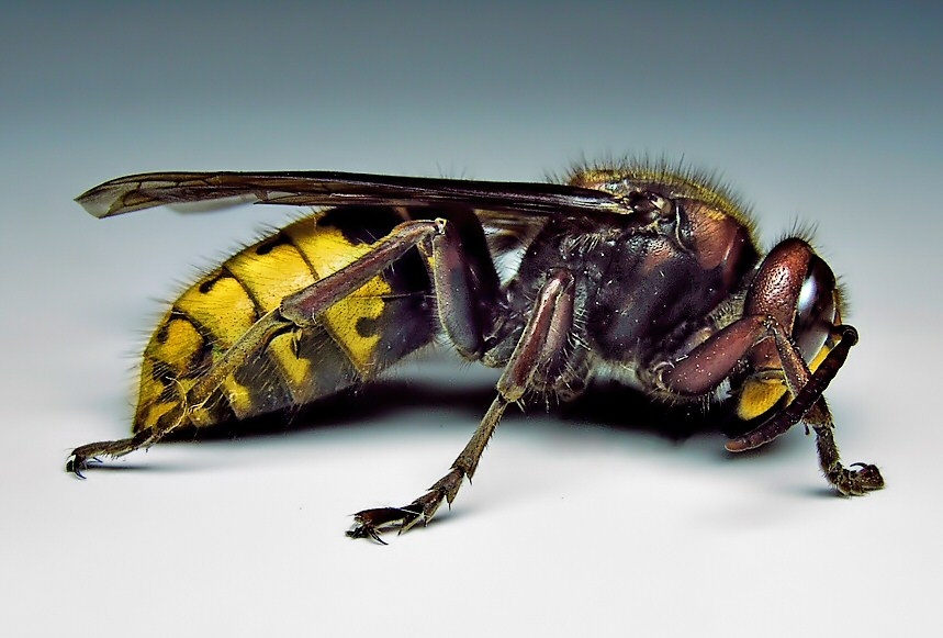 European Hornet