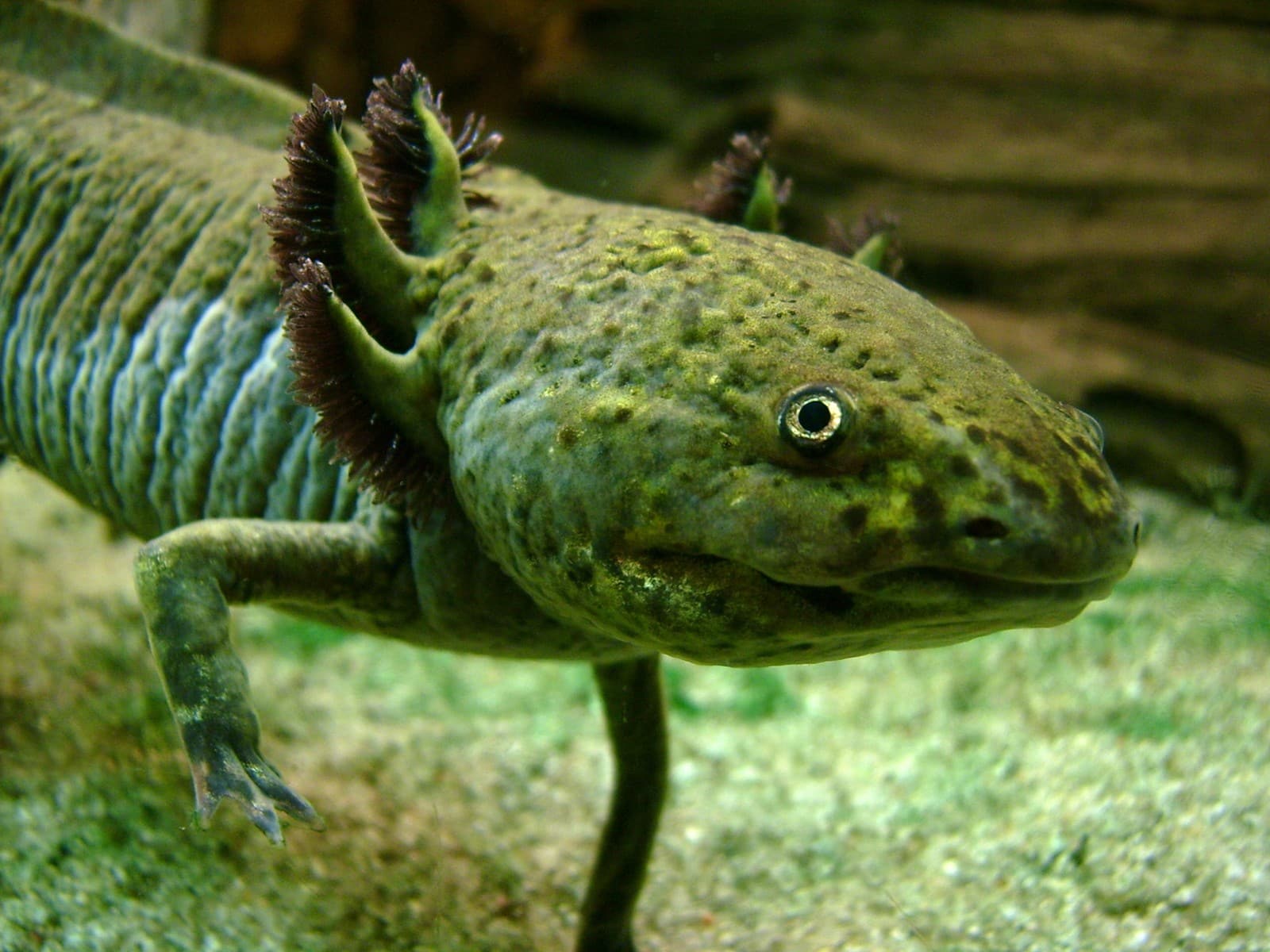 Axolotl