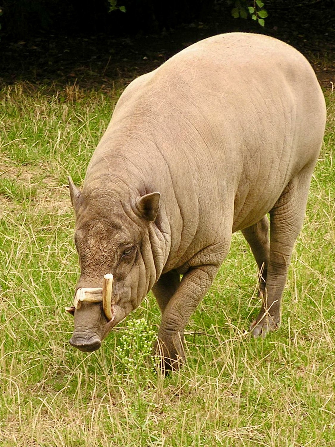 Babirusa