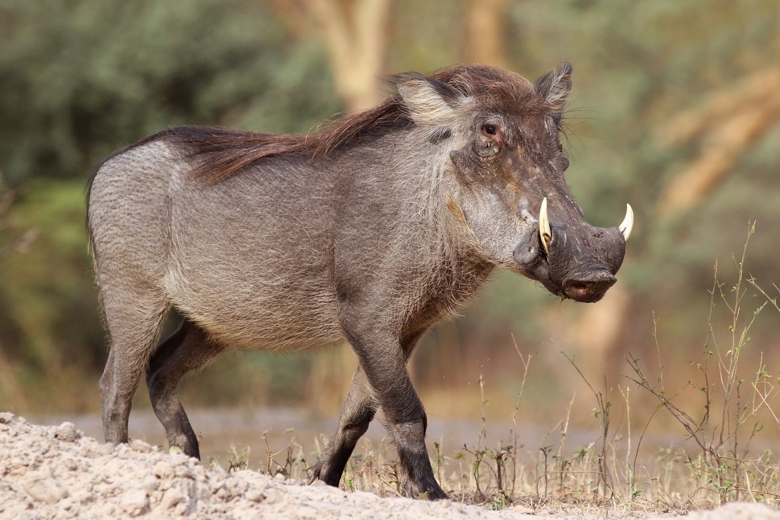 Warthog