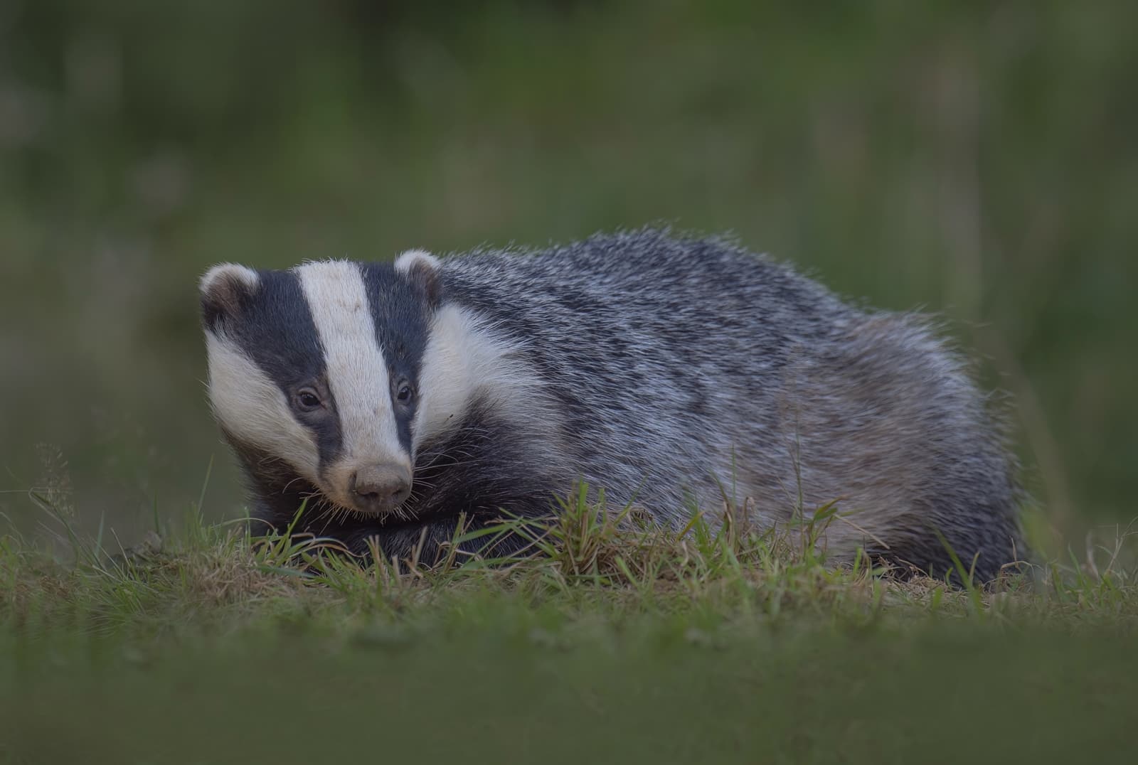 Badger