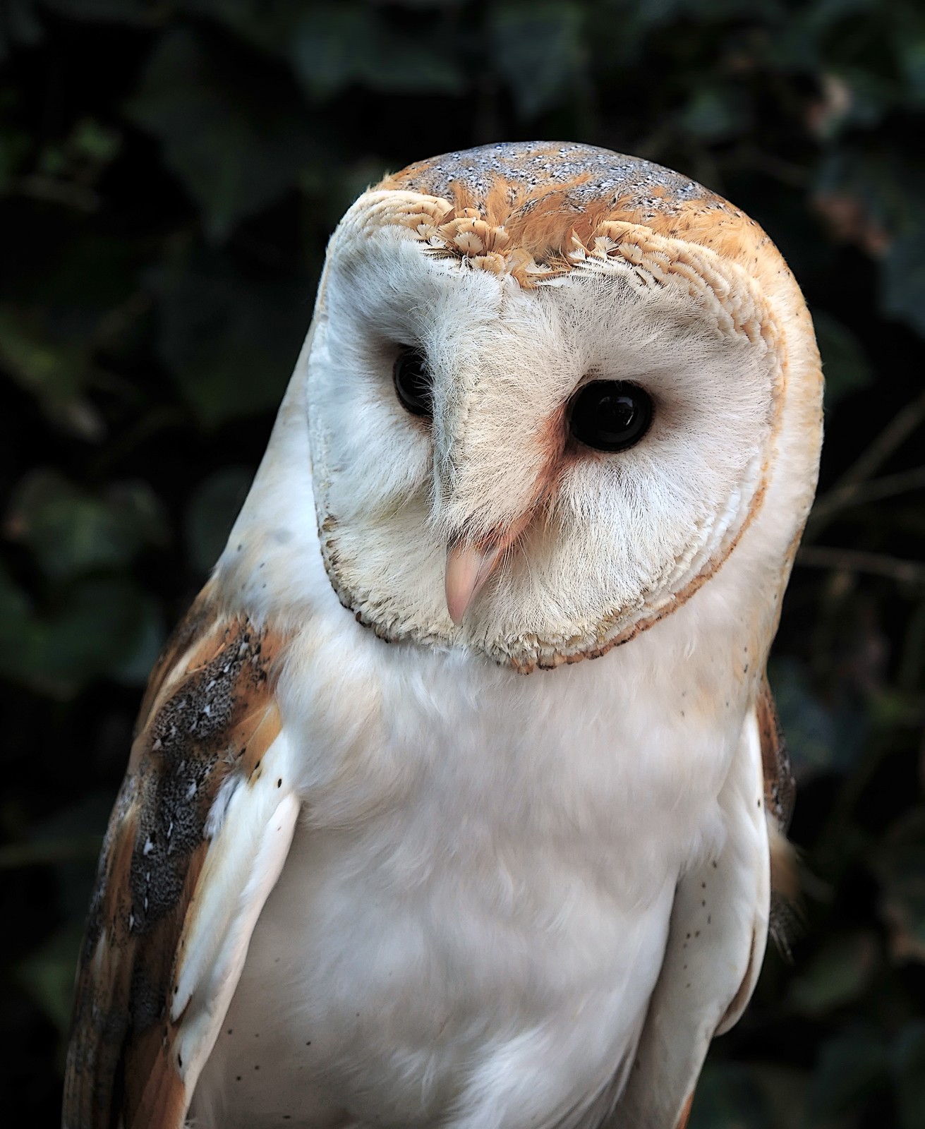 Barn Owl