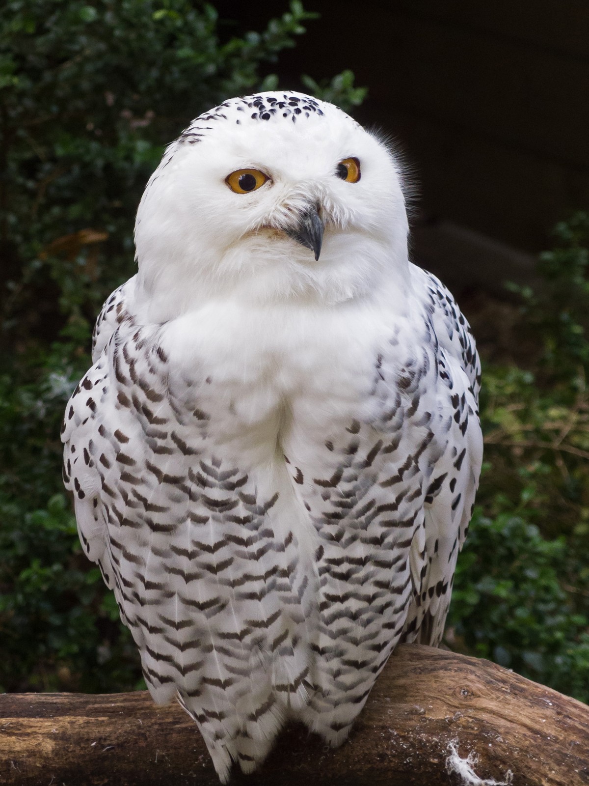 Snowy Owl