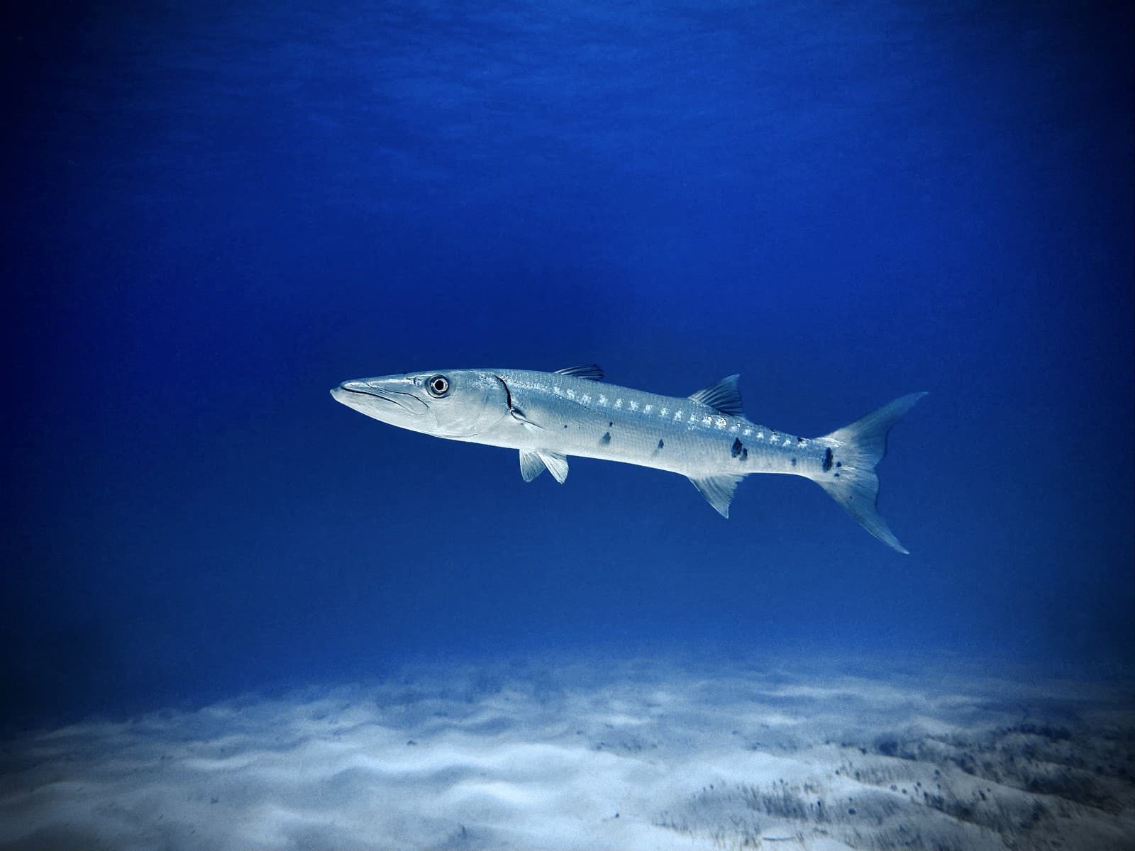 Barracuda