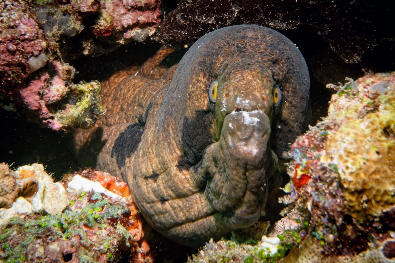 Moray Eel