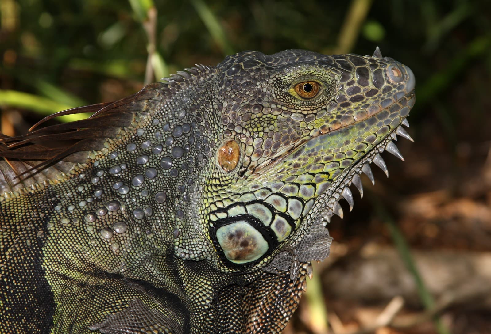 Iguana