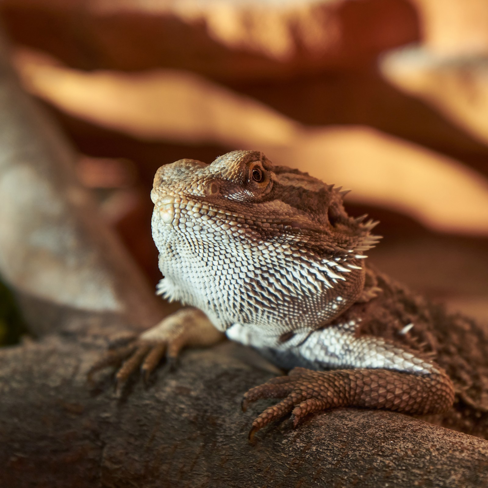 Bearded Dragon