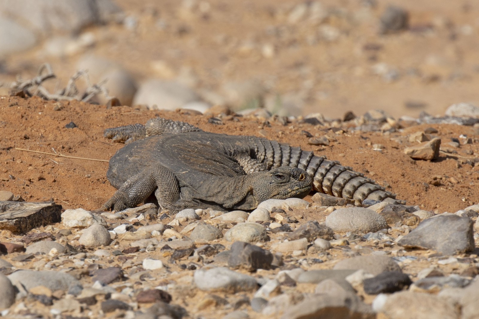 Uromastyx