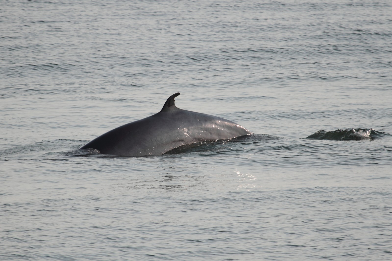 Minke Whale