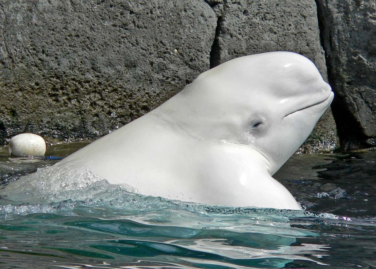 Beluga Whale