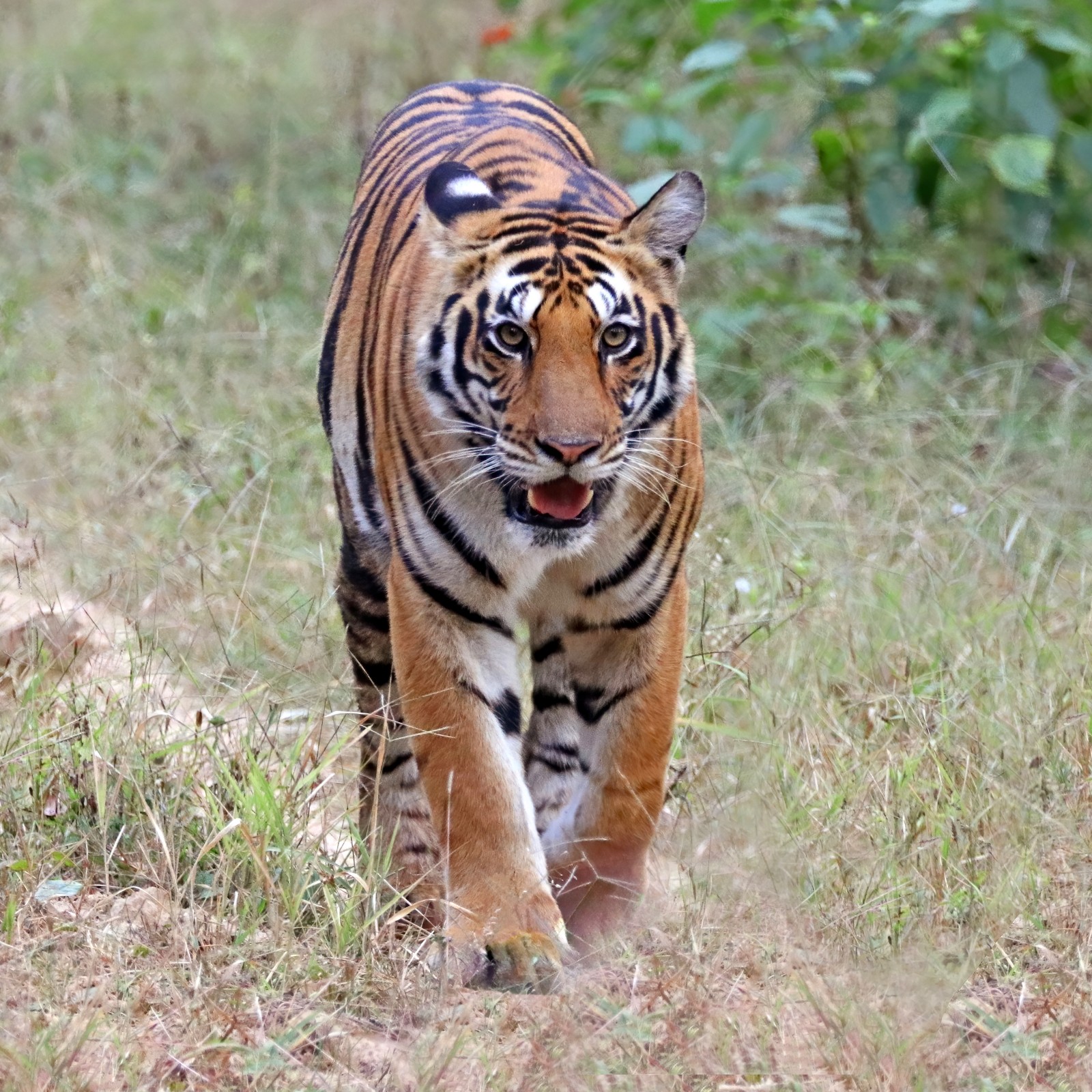 Bengal Tiger