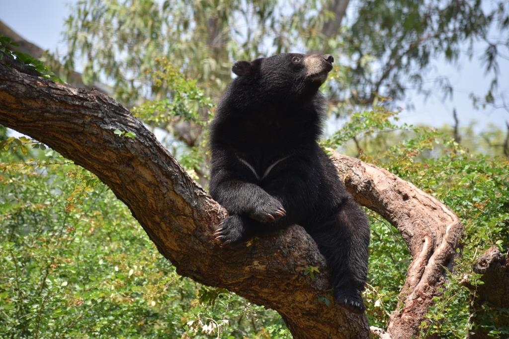 Asiatic Black Bear