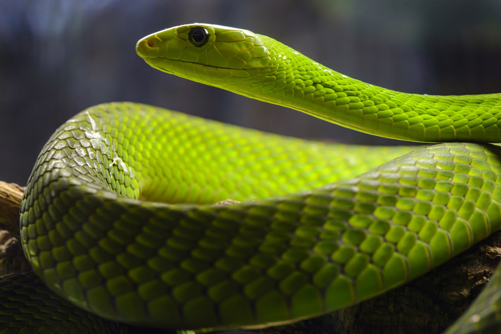 Green Mamba