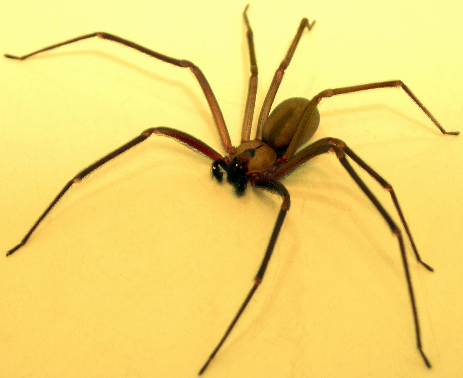 Brown Recluse