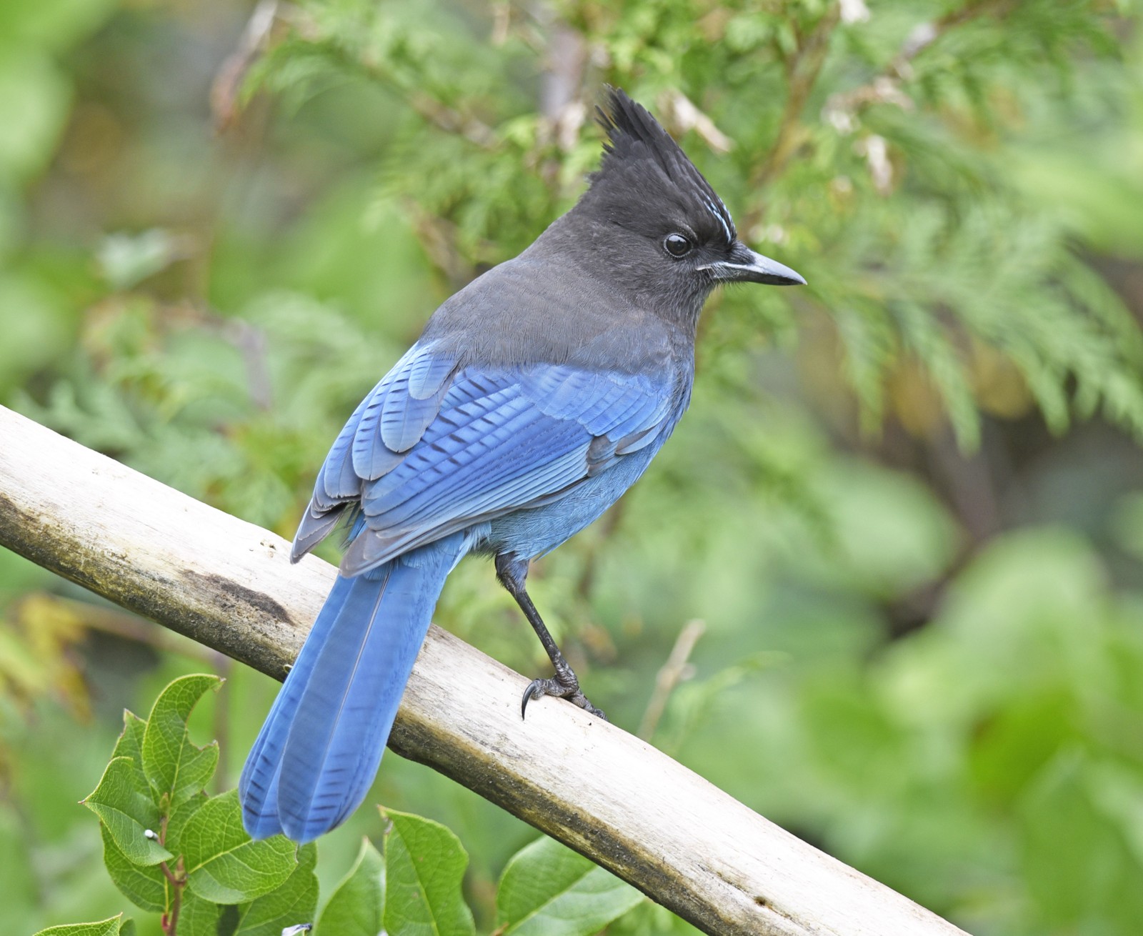 Steller's Jay