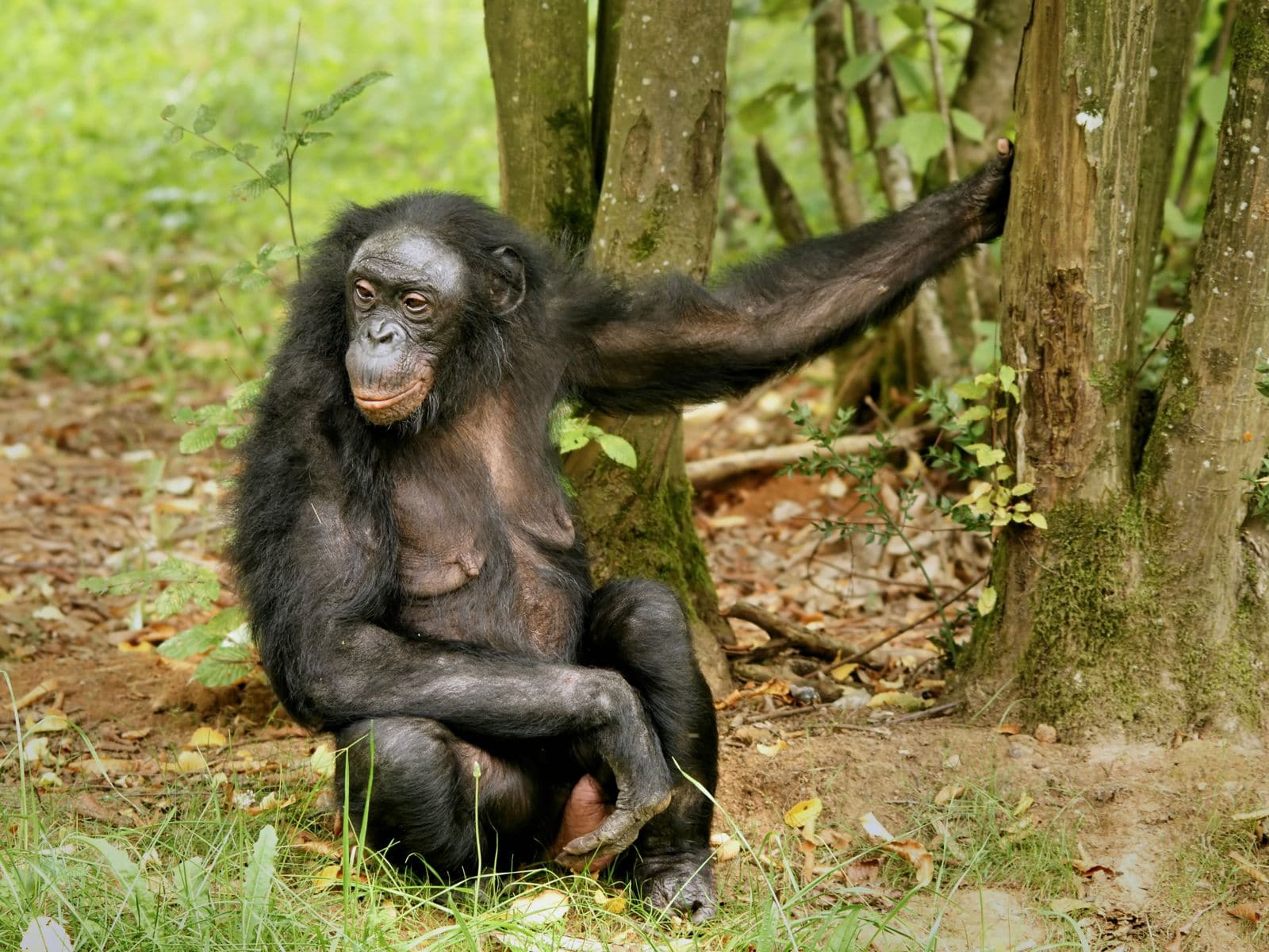 Bonobo