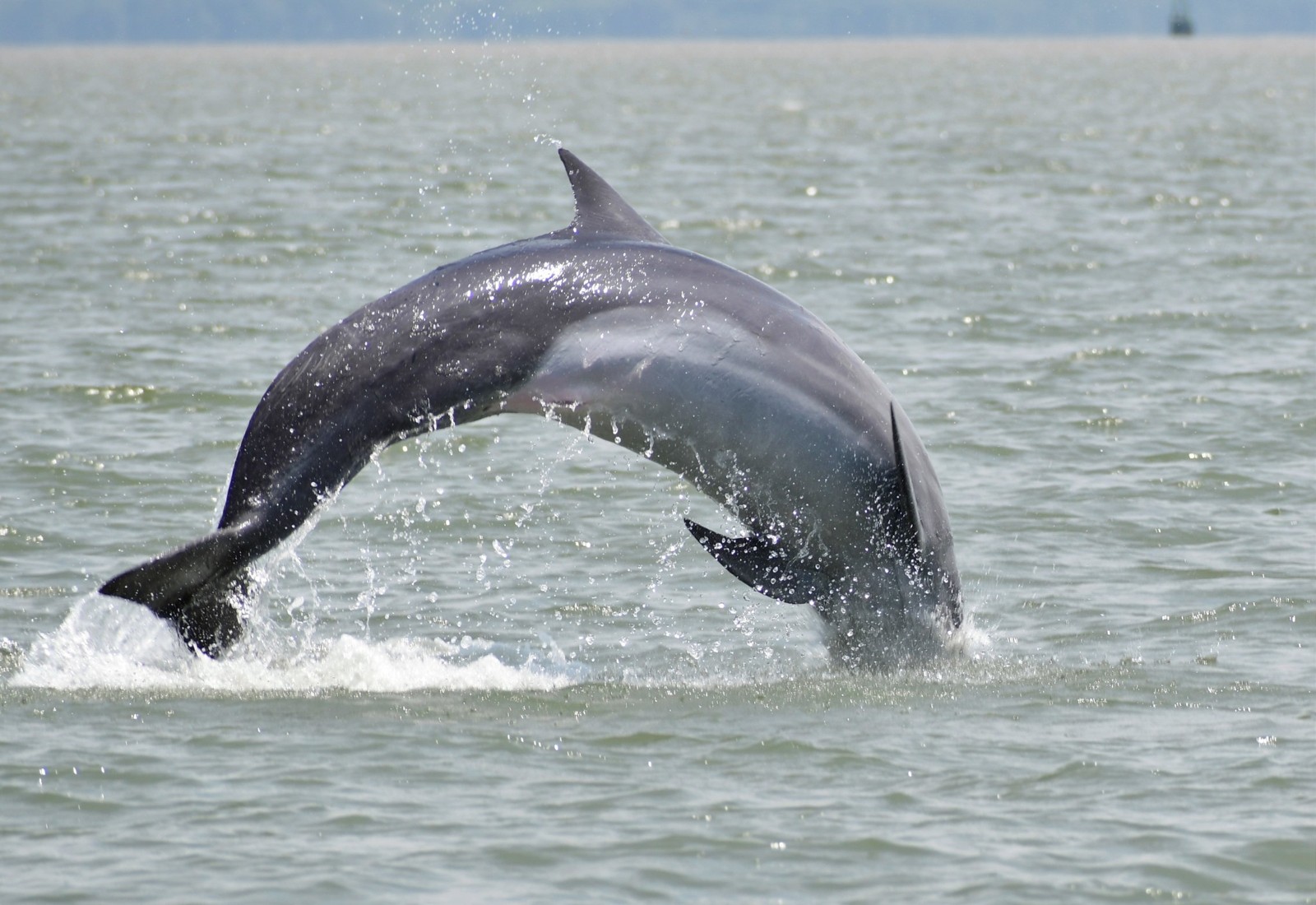 Bottlenose Dolphin