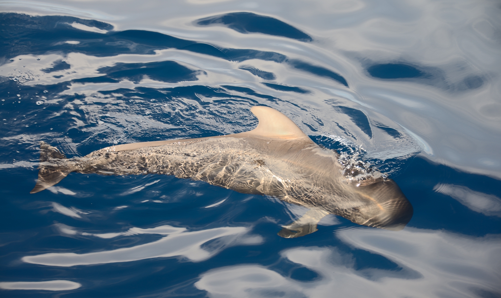 Pilot Whale