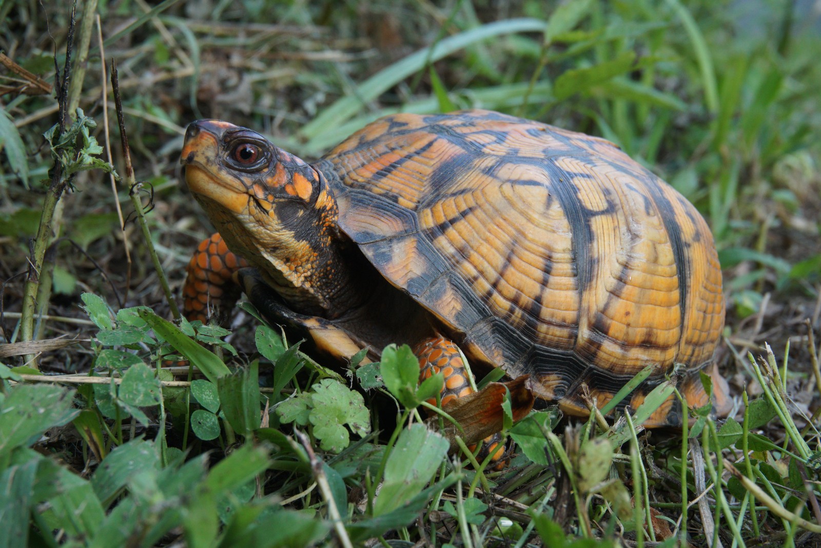 Box Turtle