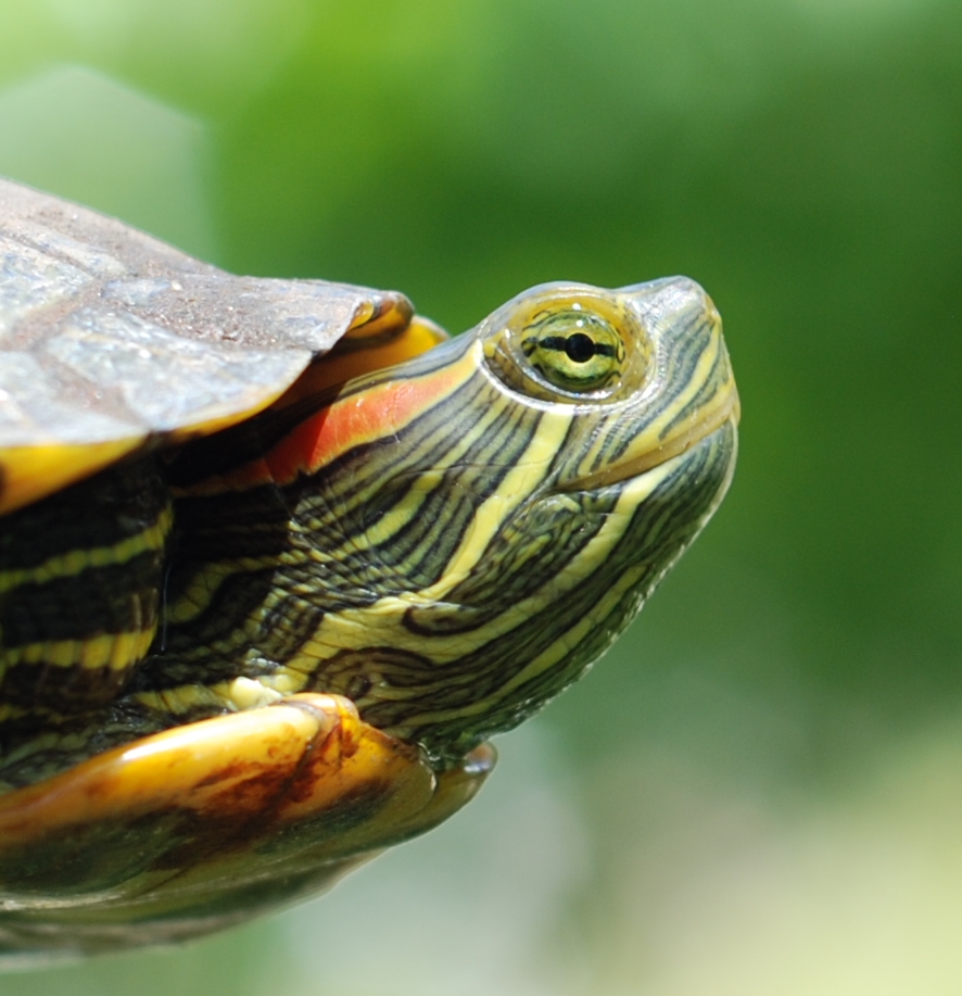 Painted Turtle