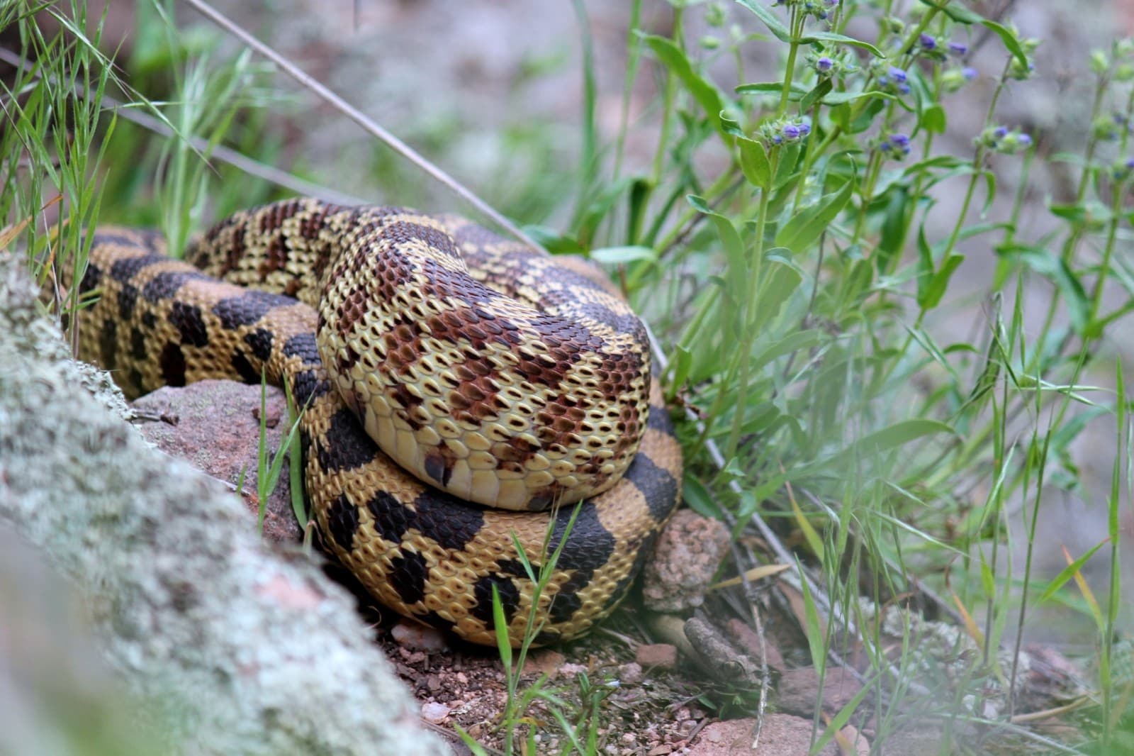 Bull Snake