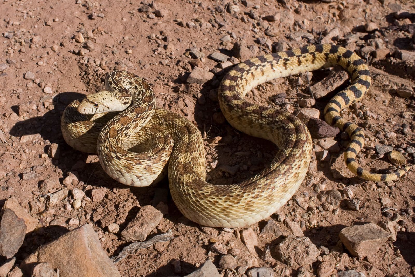 Bull Snake