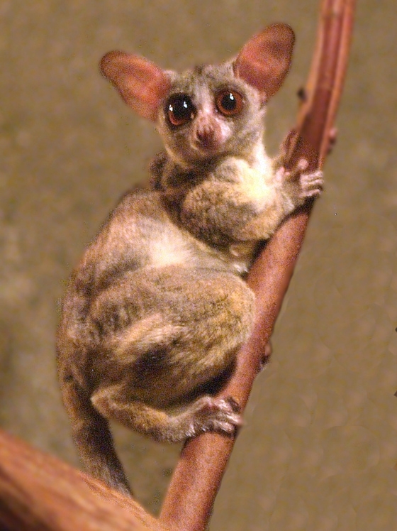 Bush Baby