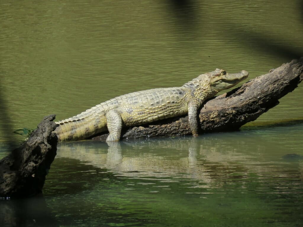 Caiman