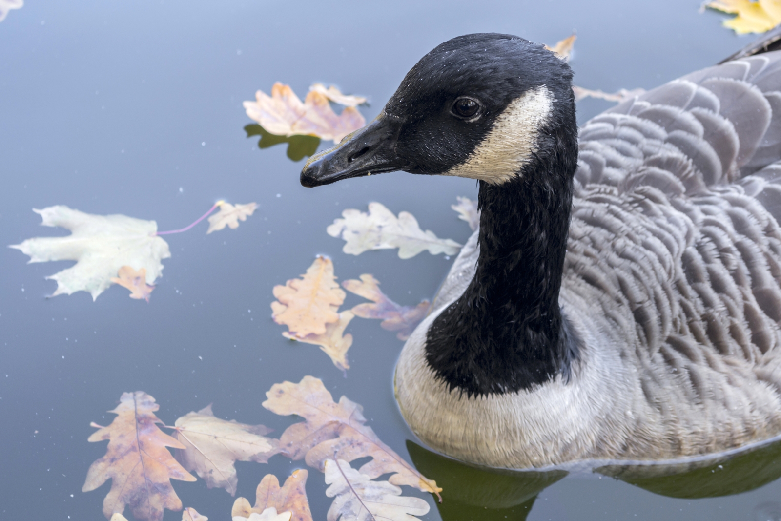 Canada Goose