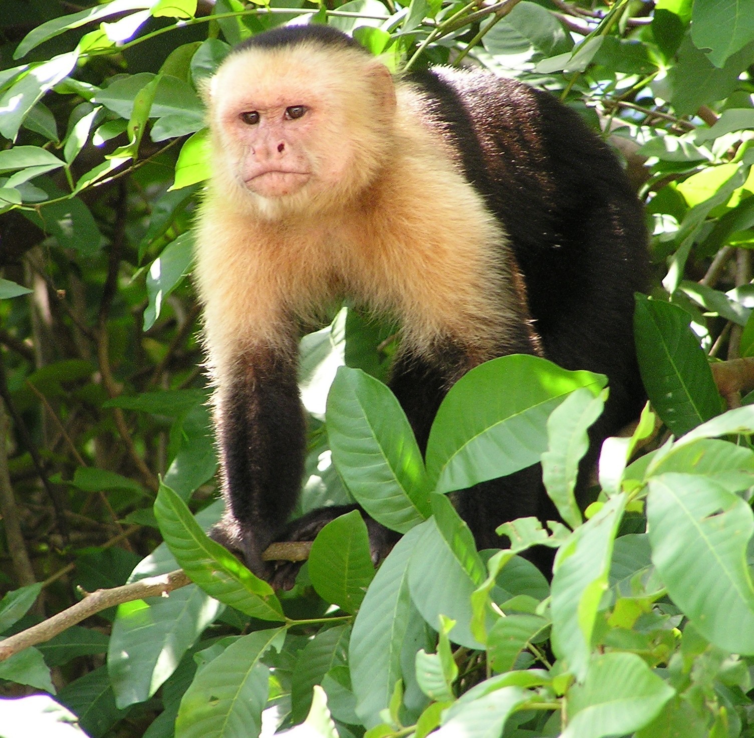 Capuchin Monkey