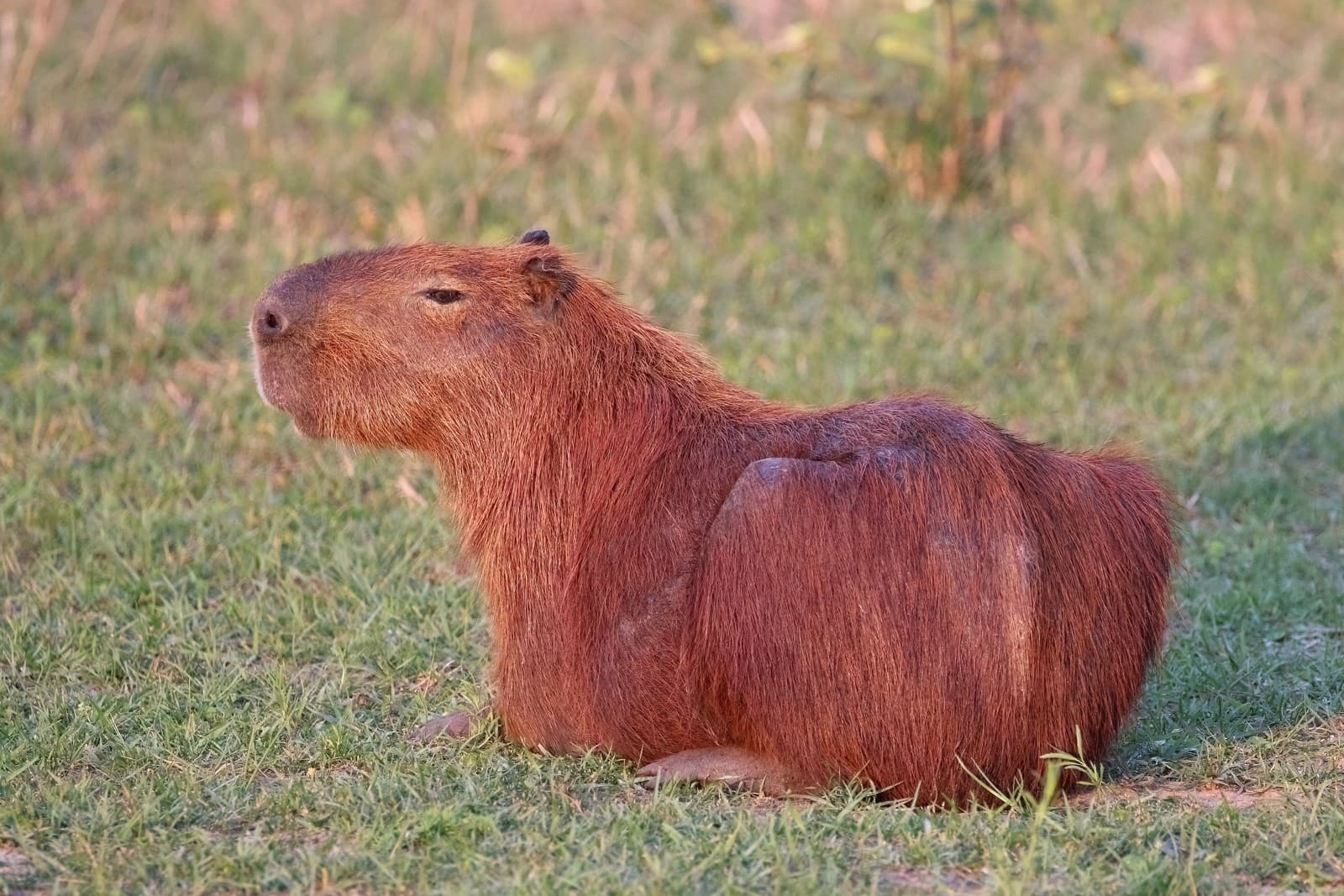 Capybara