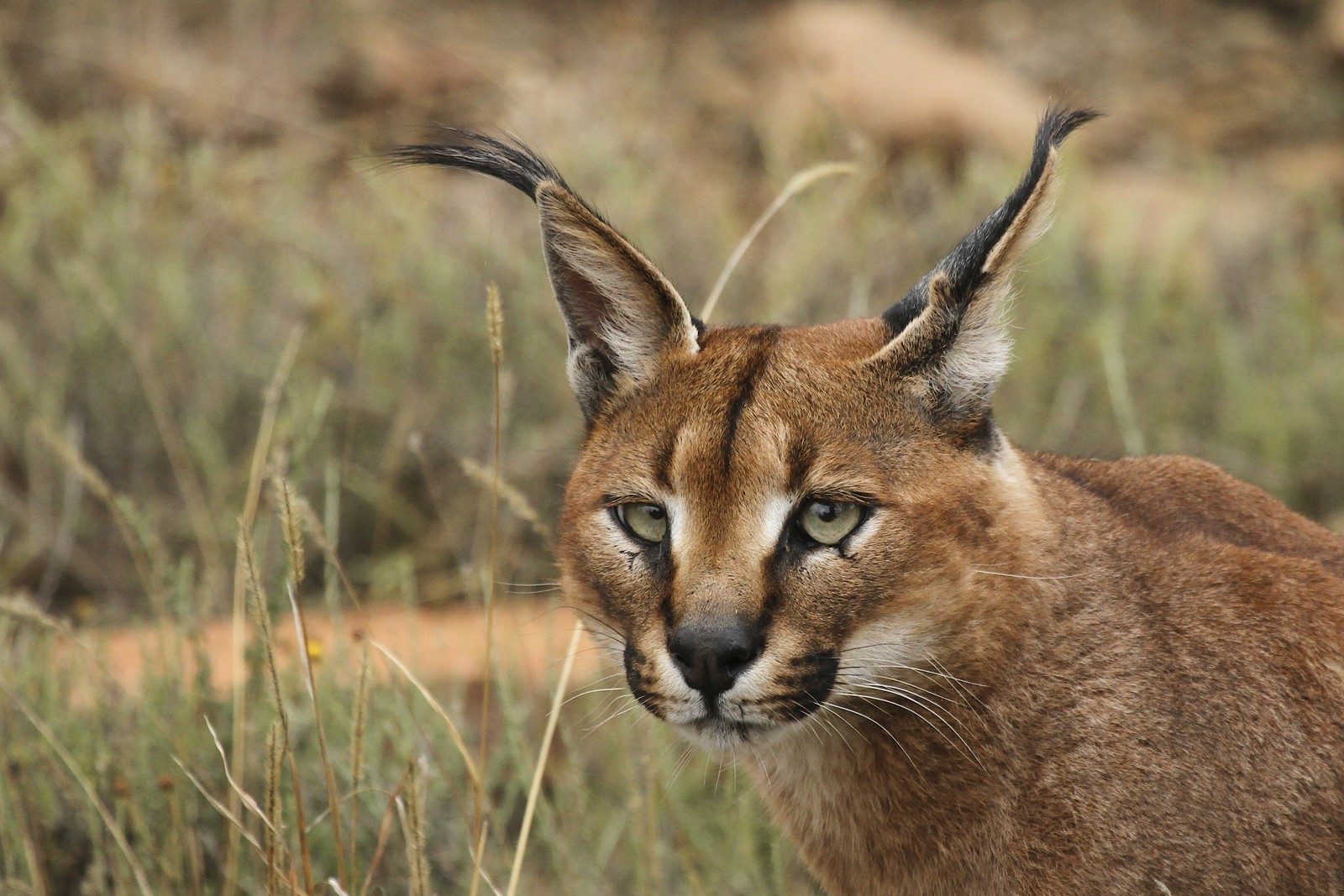 Caracal