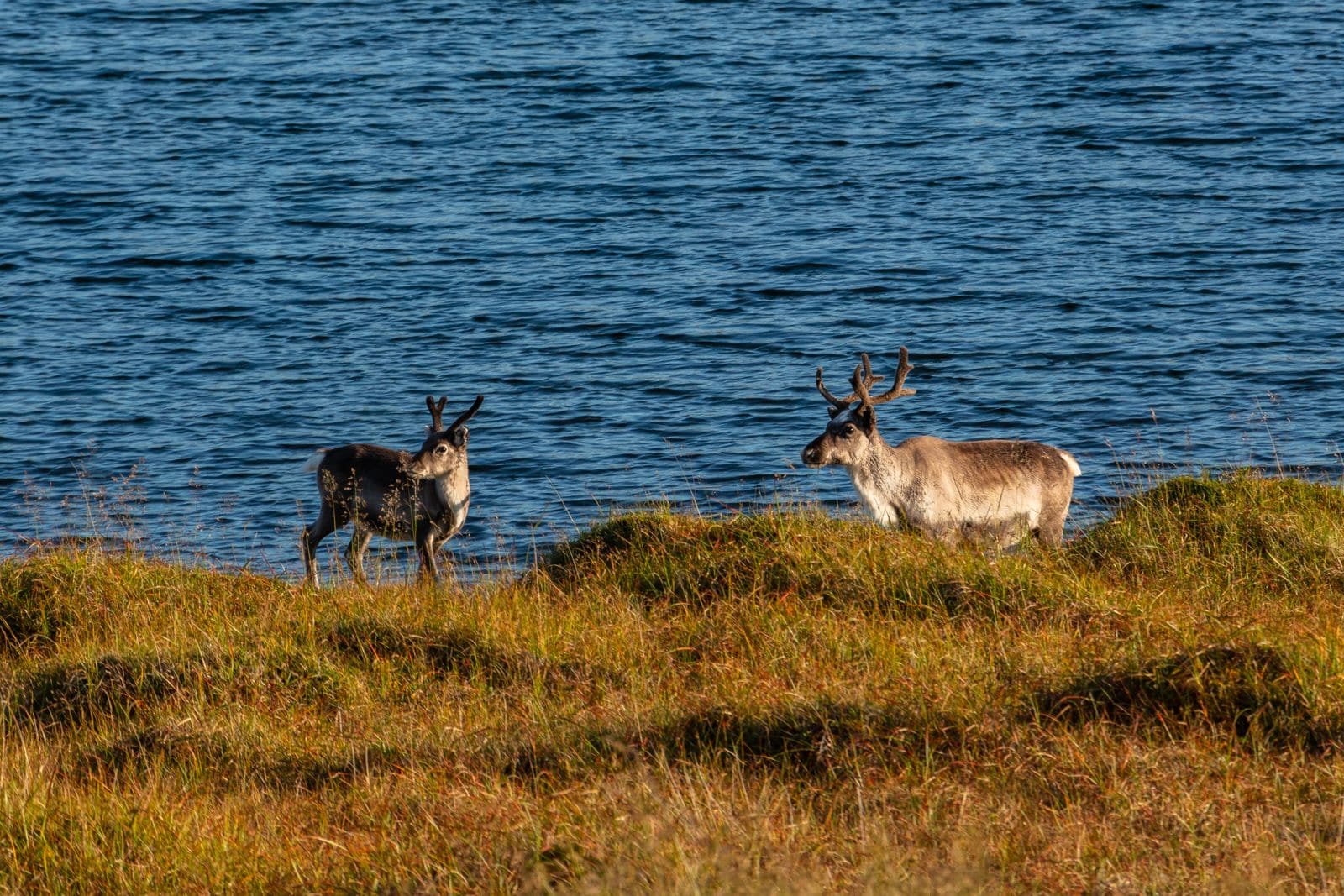 Caribou