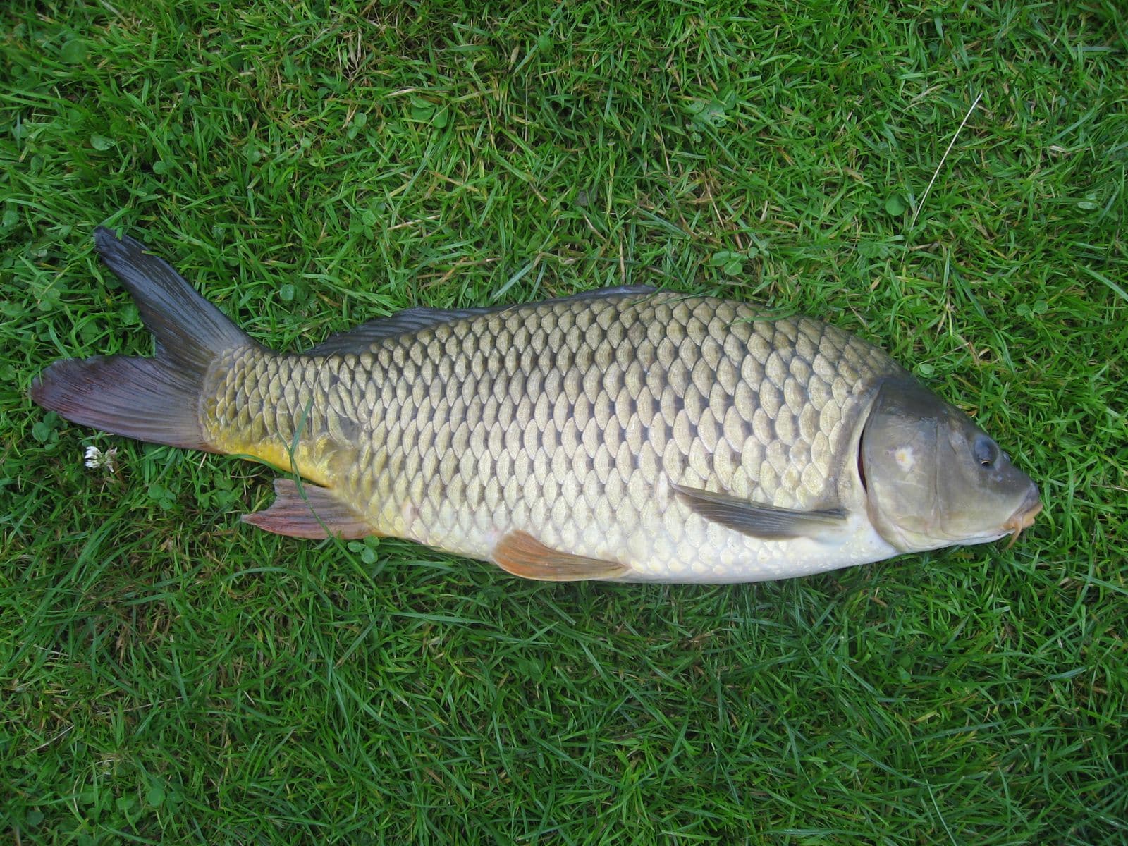 Carp