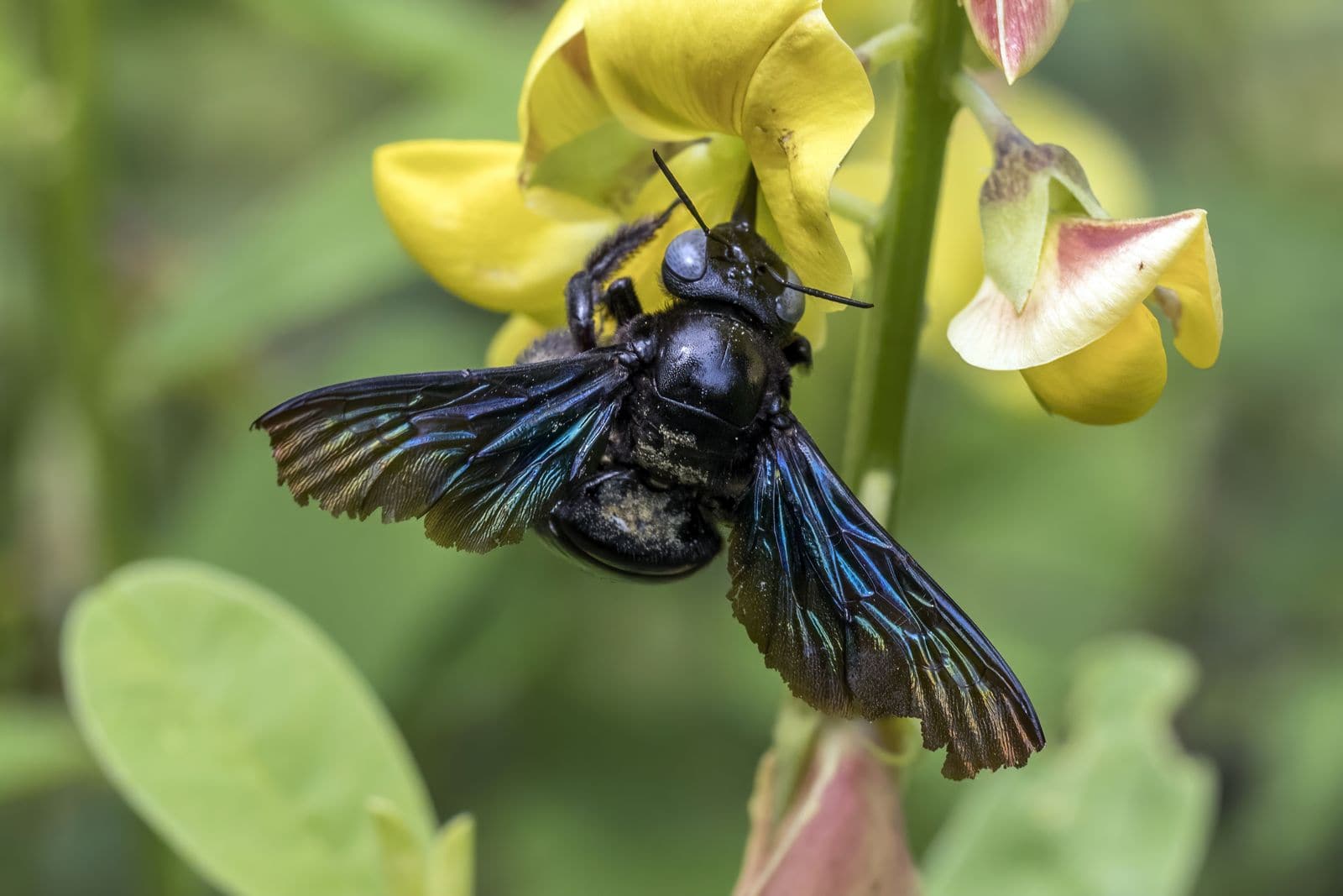 Carpenter Bee