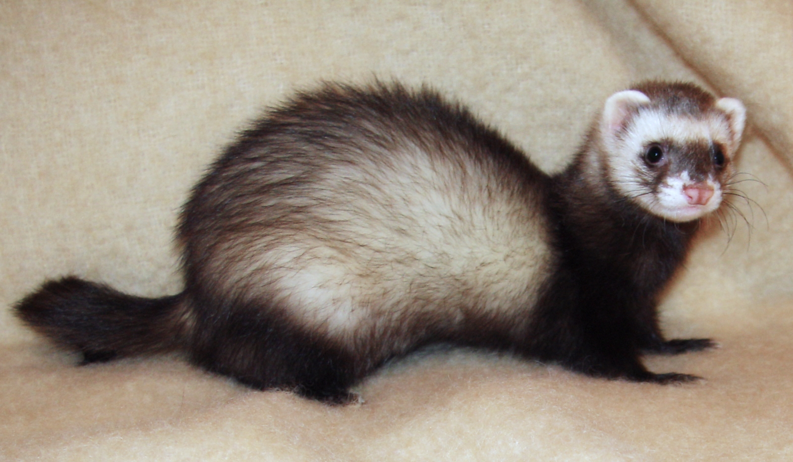 Ferret